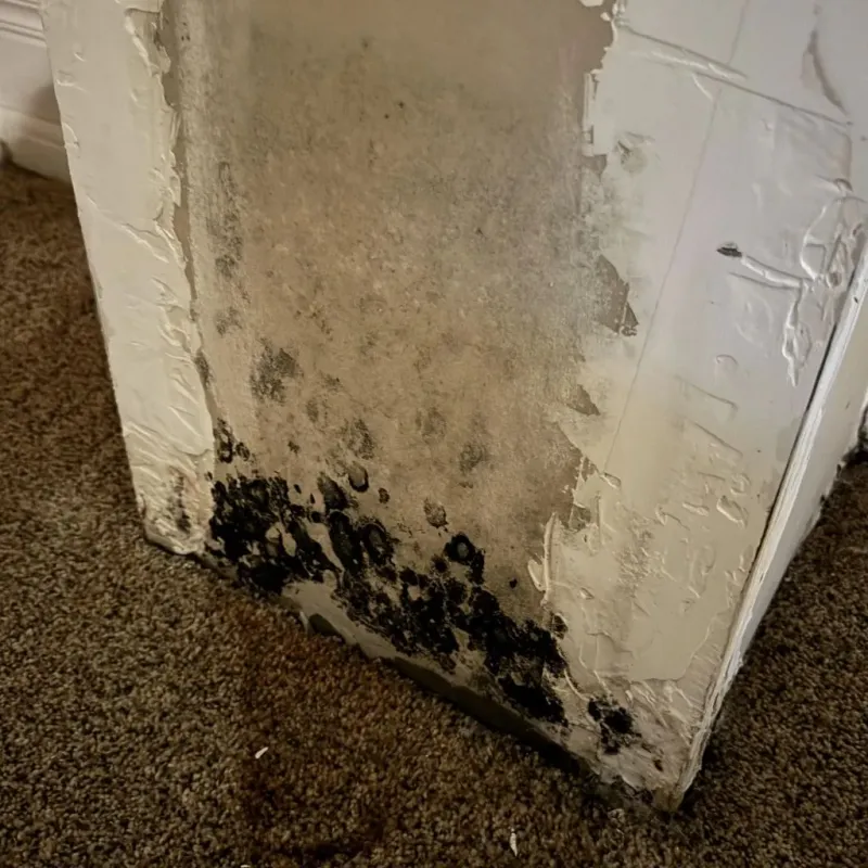 Professional Mold Removal in Walcott, IA